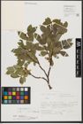 Foto von Salix hastata L.